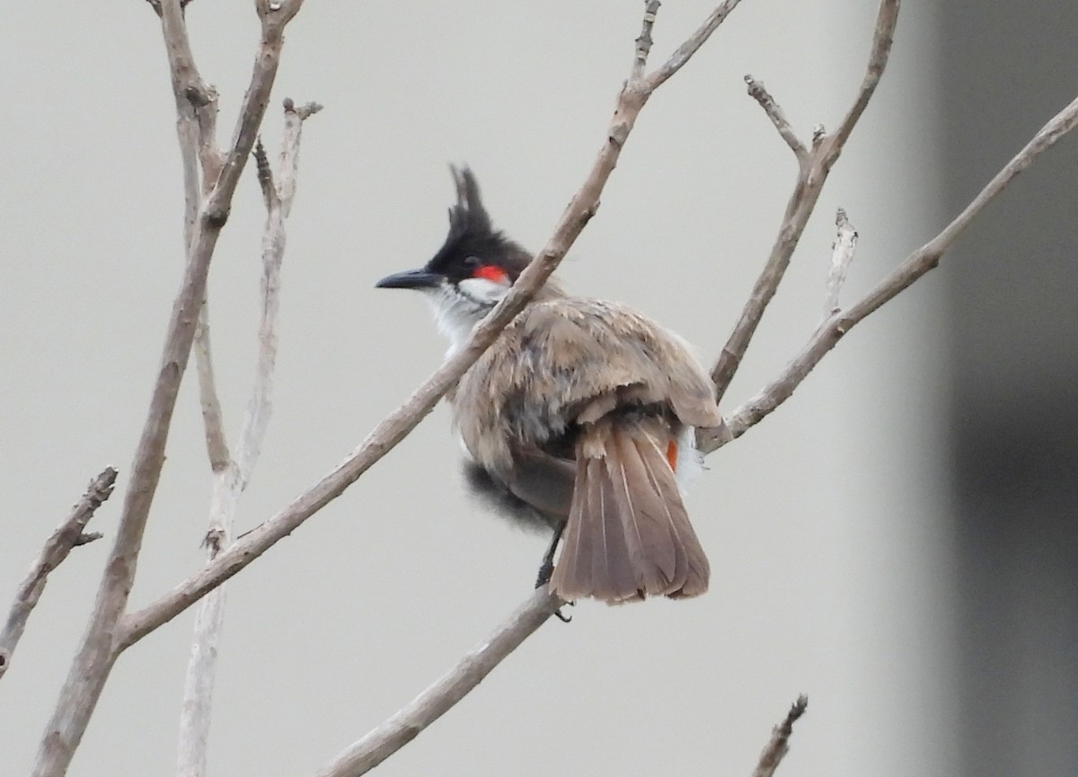 Red-whiskered Bulbul - ML642146566