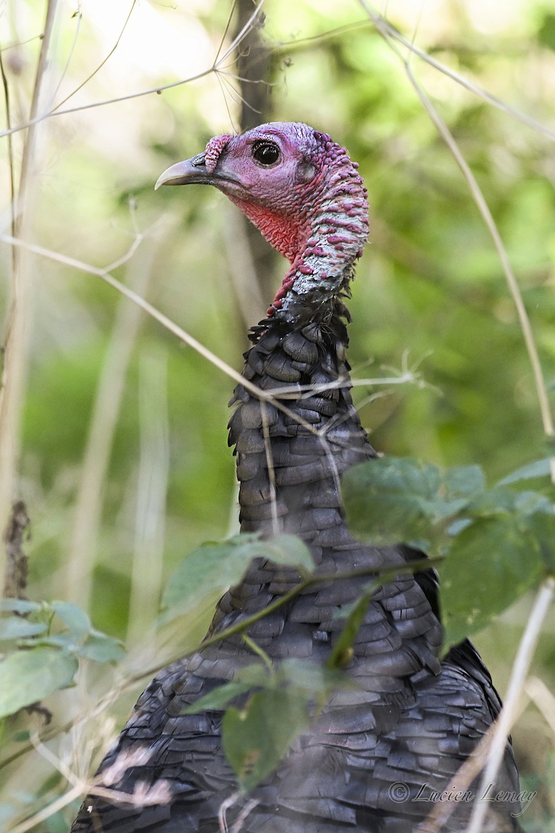 Wild Turkey - ML642146573