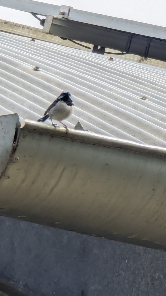 Superb Fairywren - ML642146576