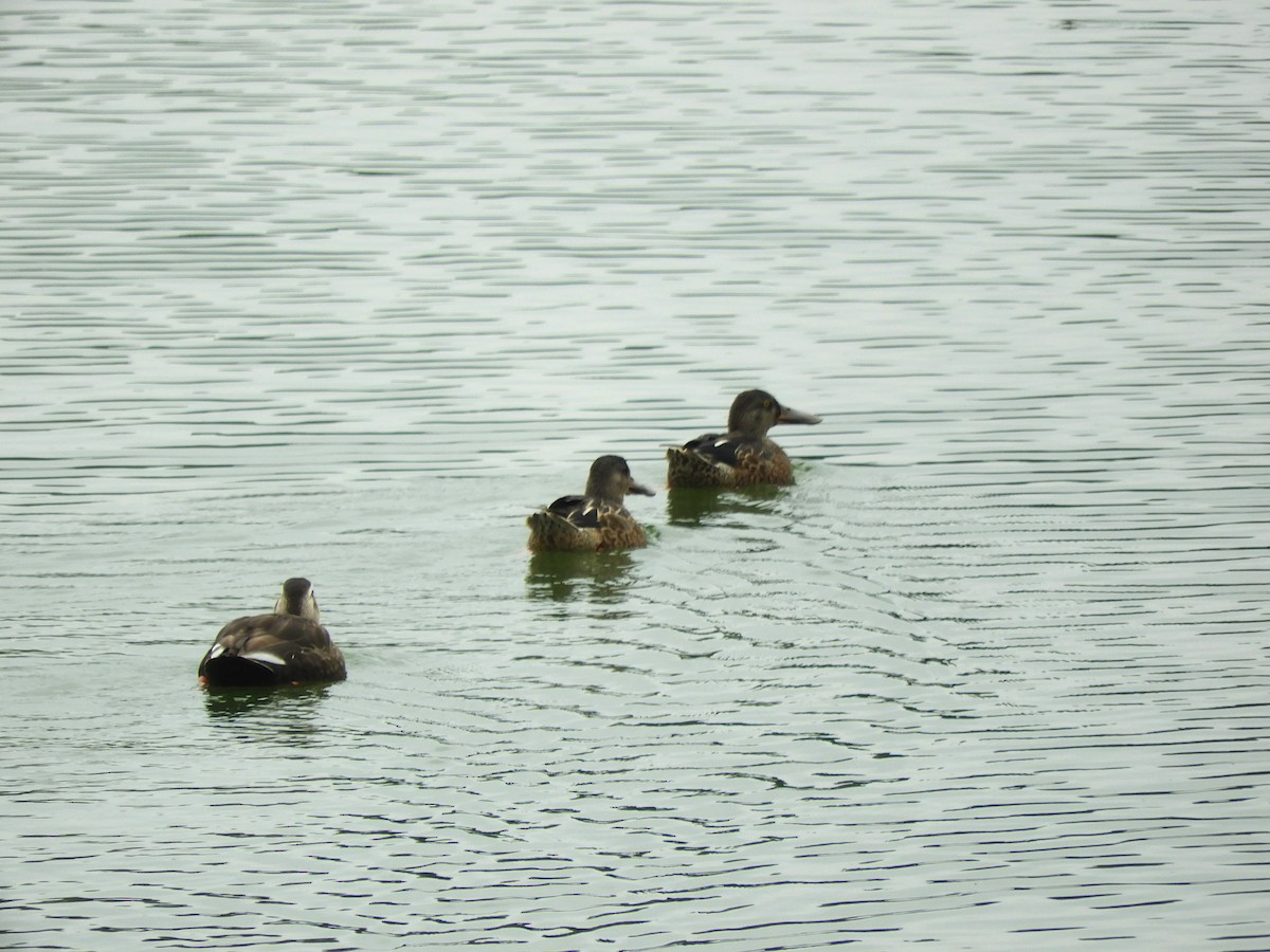 Northern Shoveler - ML642146577