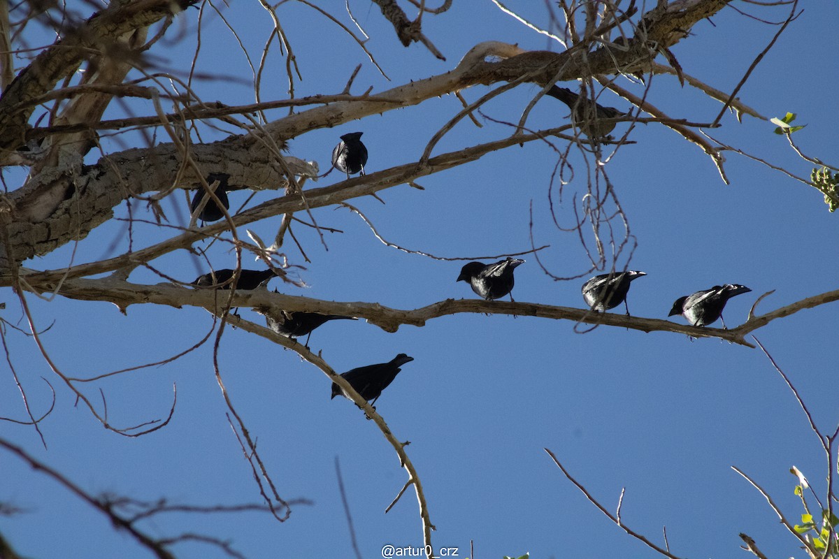 Brewer's Blackbird - ML642146578