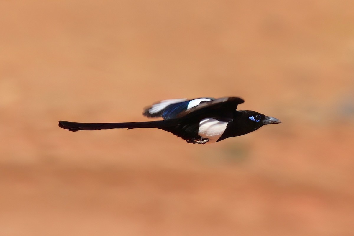 Maghreb Magpie - ML642146579