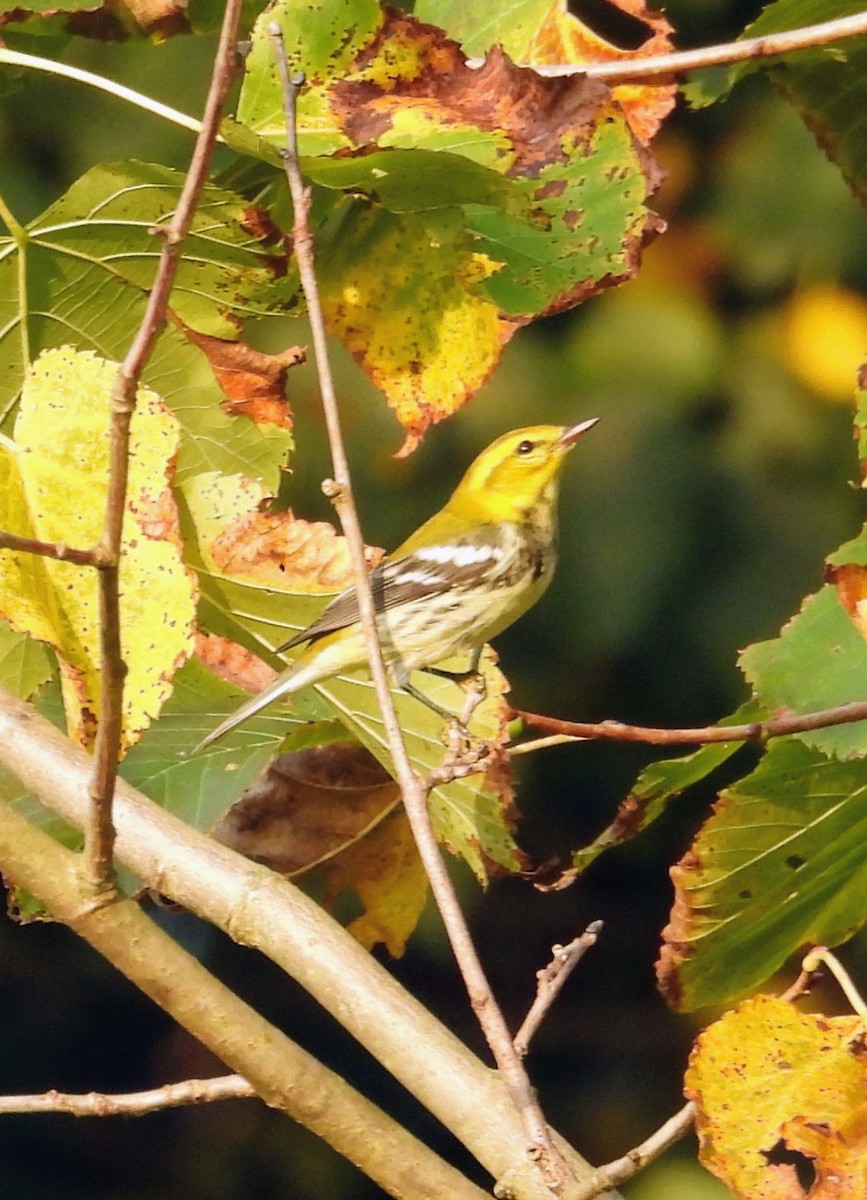 Black-throated Green Warbler - ML642146580