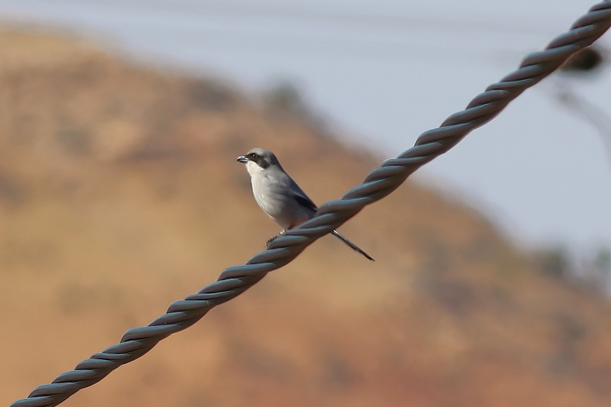 Great Gray Shrike - ML642146581