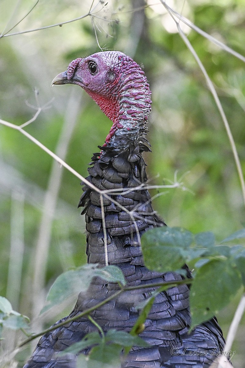 Wild Turkey - ML642146582