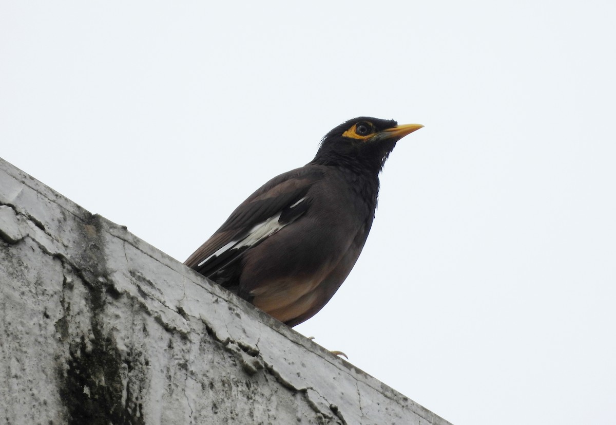 Common Myna - ML642146584