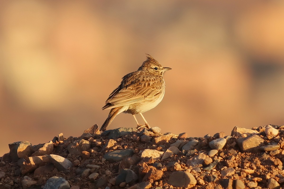 Crested Lark - ML642146586