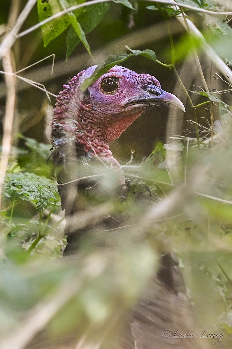 Wild Turkey - ML642146587
