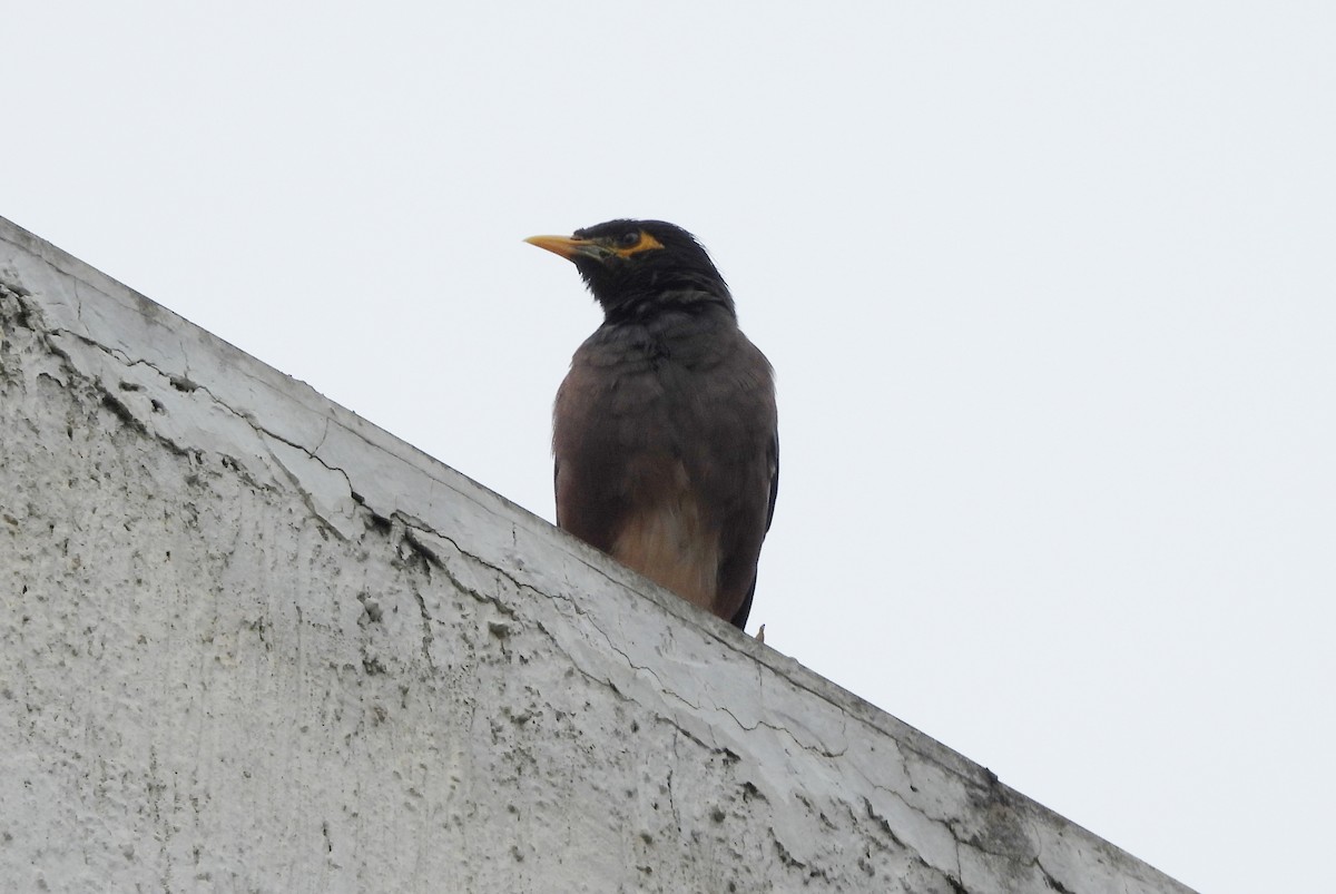 Common Myna - ML642146588
