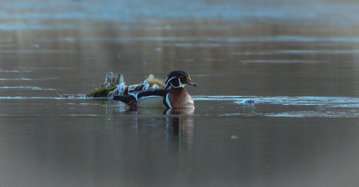 Wood Duck - ML642146589