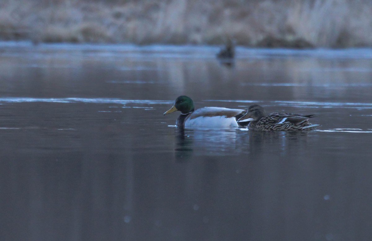Mallard - ML642146595