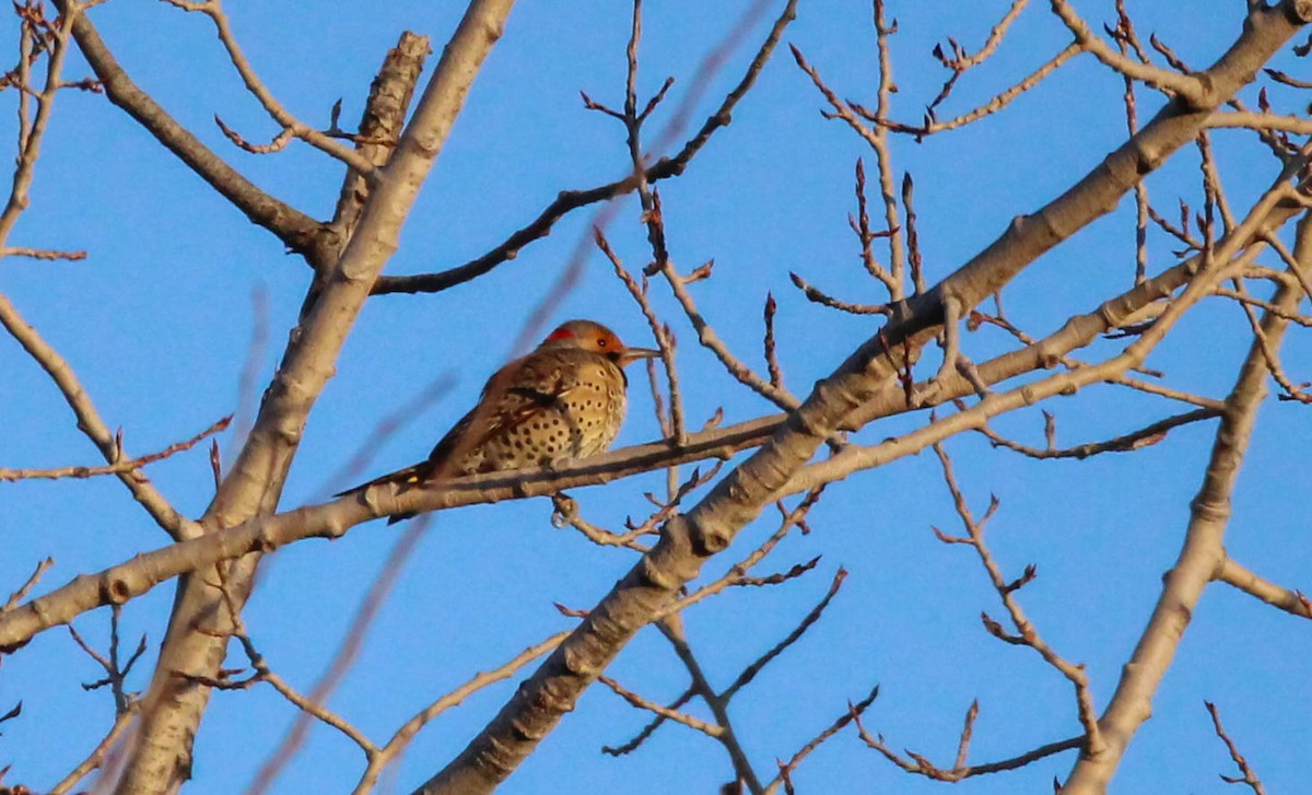 Northern Flicker - ML642146611