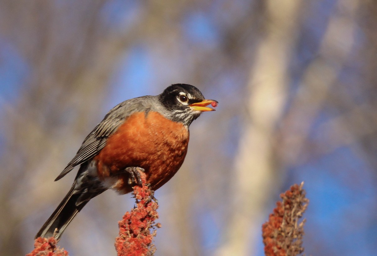 American Robin - ML642146616