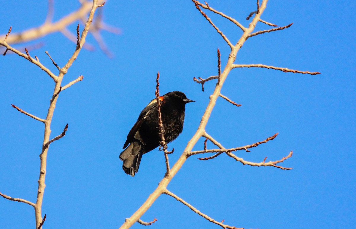 Red-winged Blackbird - ML642146621