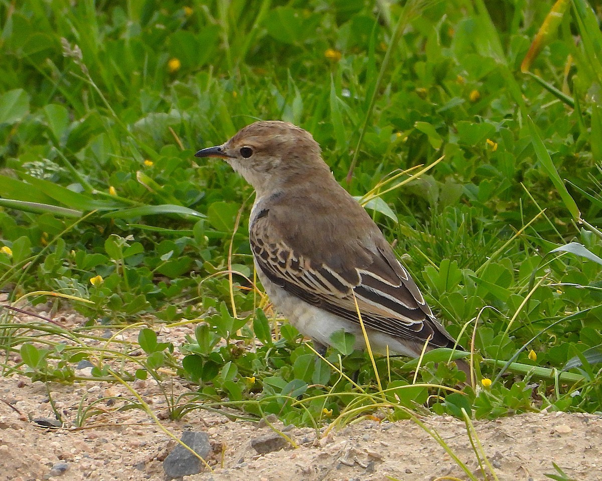 White-winged Triller - ML642146627