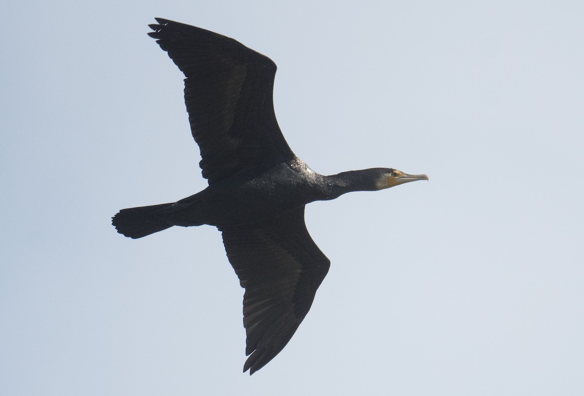 Kormoran - ML642146634