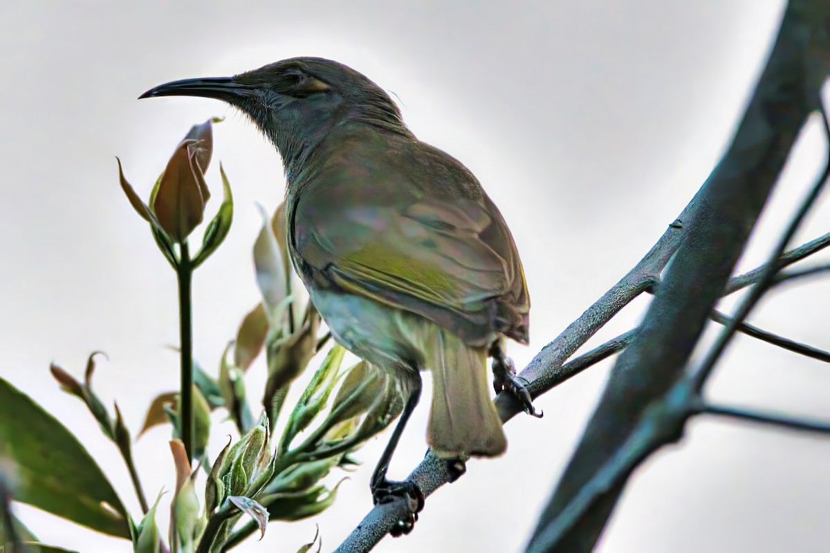 Brown Honeyeater - ML642146640
