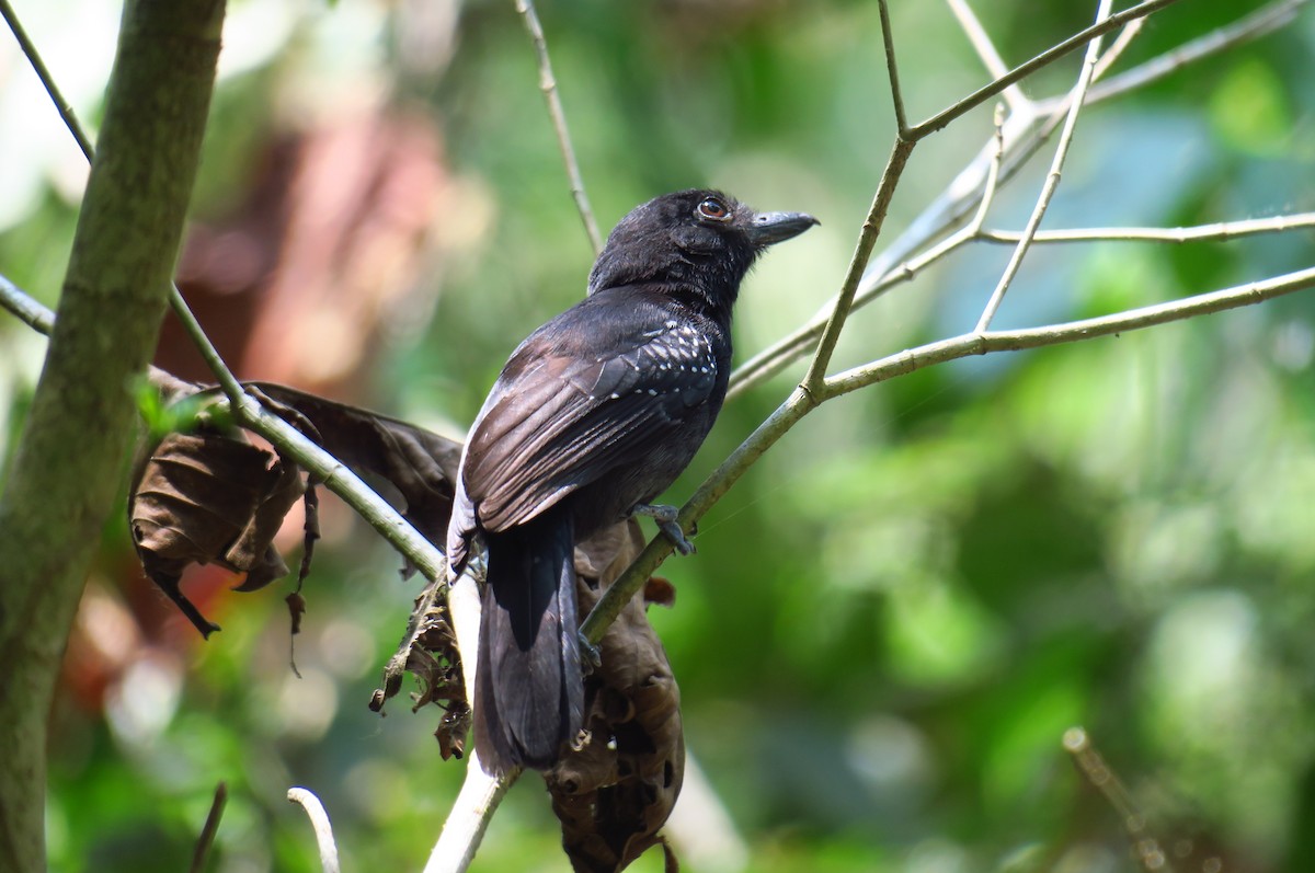 Black-hooded Antshrike - ML642146648