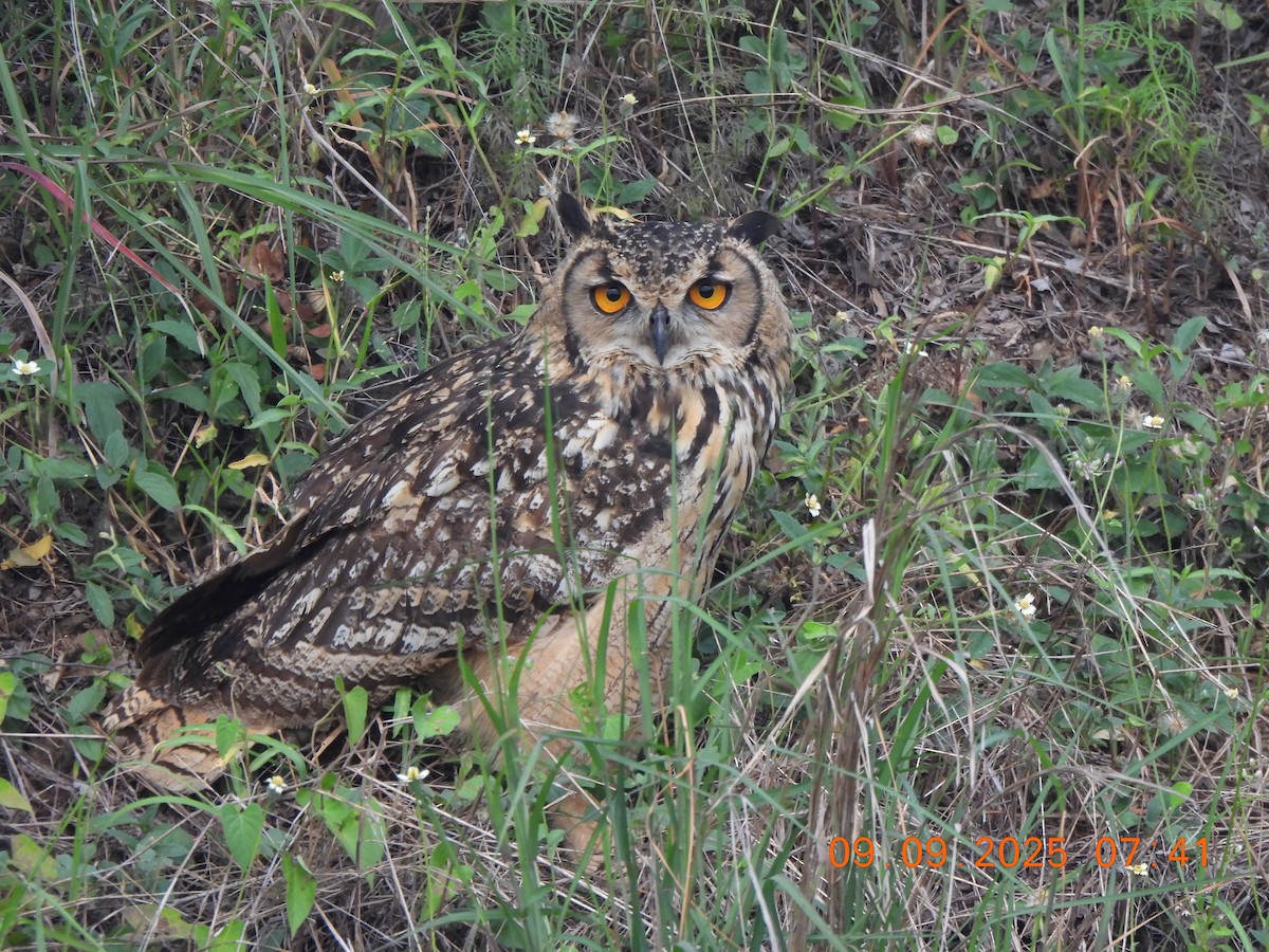 Rock Eagle-Owl - ML642146651