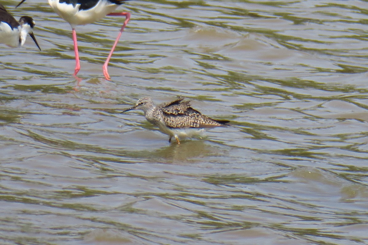 Lesser Yellowlegs - ML642146673