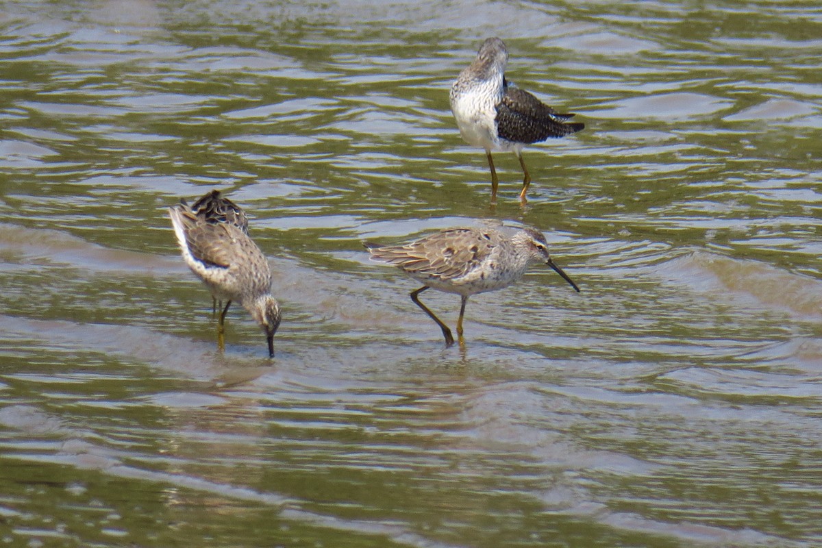 Stilt Sandpiper - ML642146675