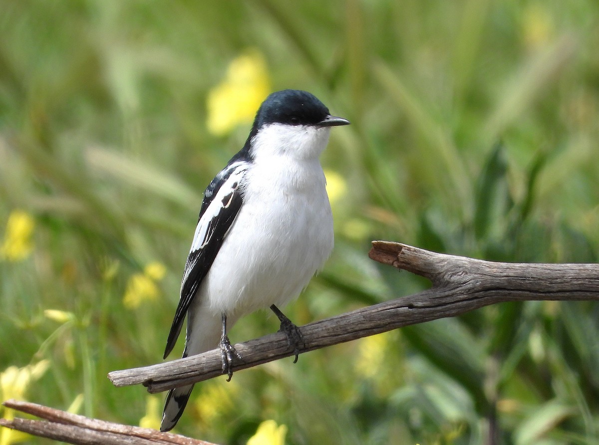 White-winged Triller - ML642146676