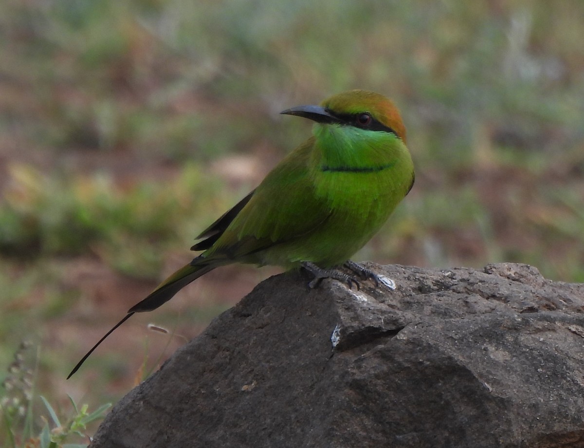 Asian Green Bee-eater - ML642146681