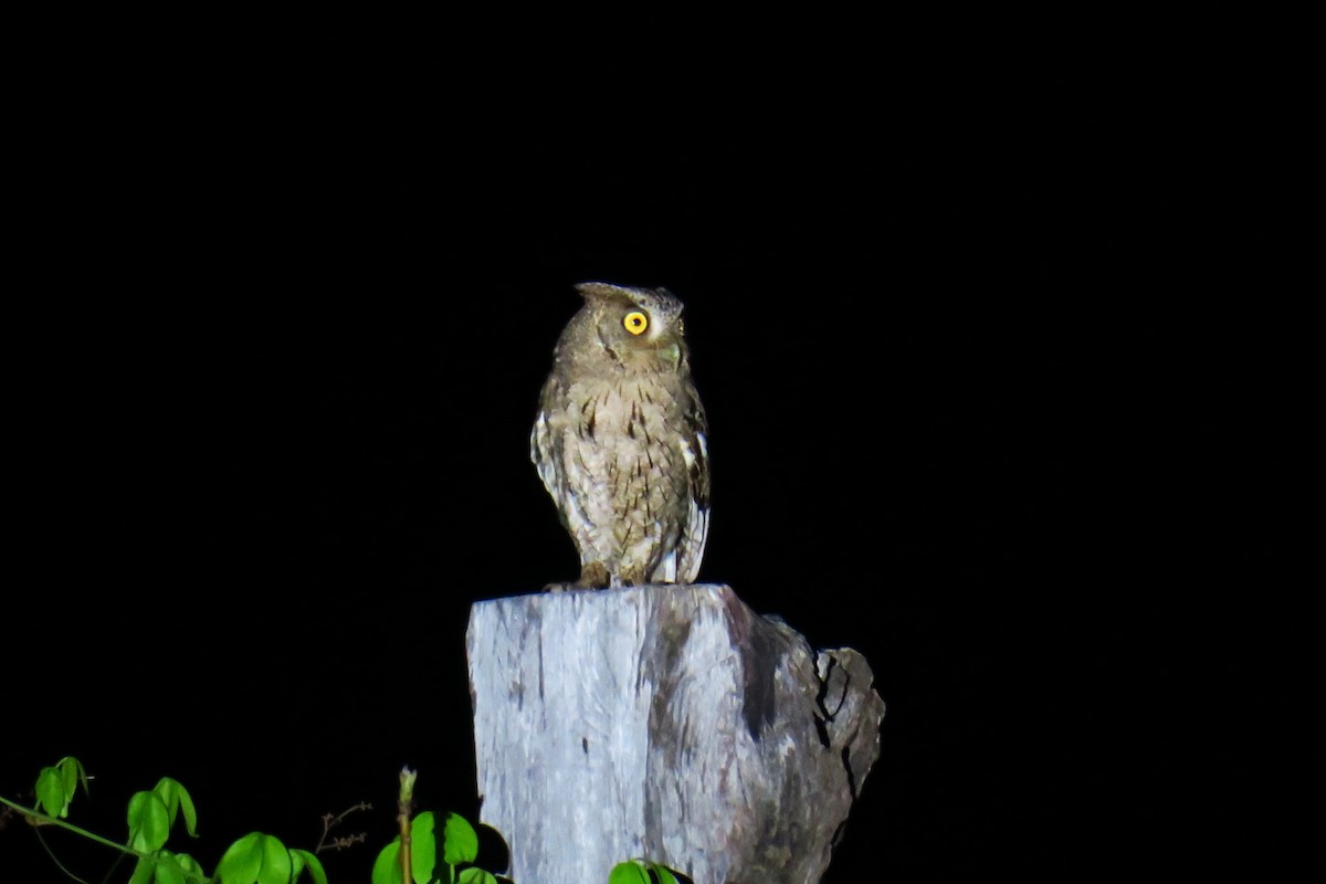 Pacific Screech-Owl - ML642146695