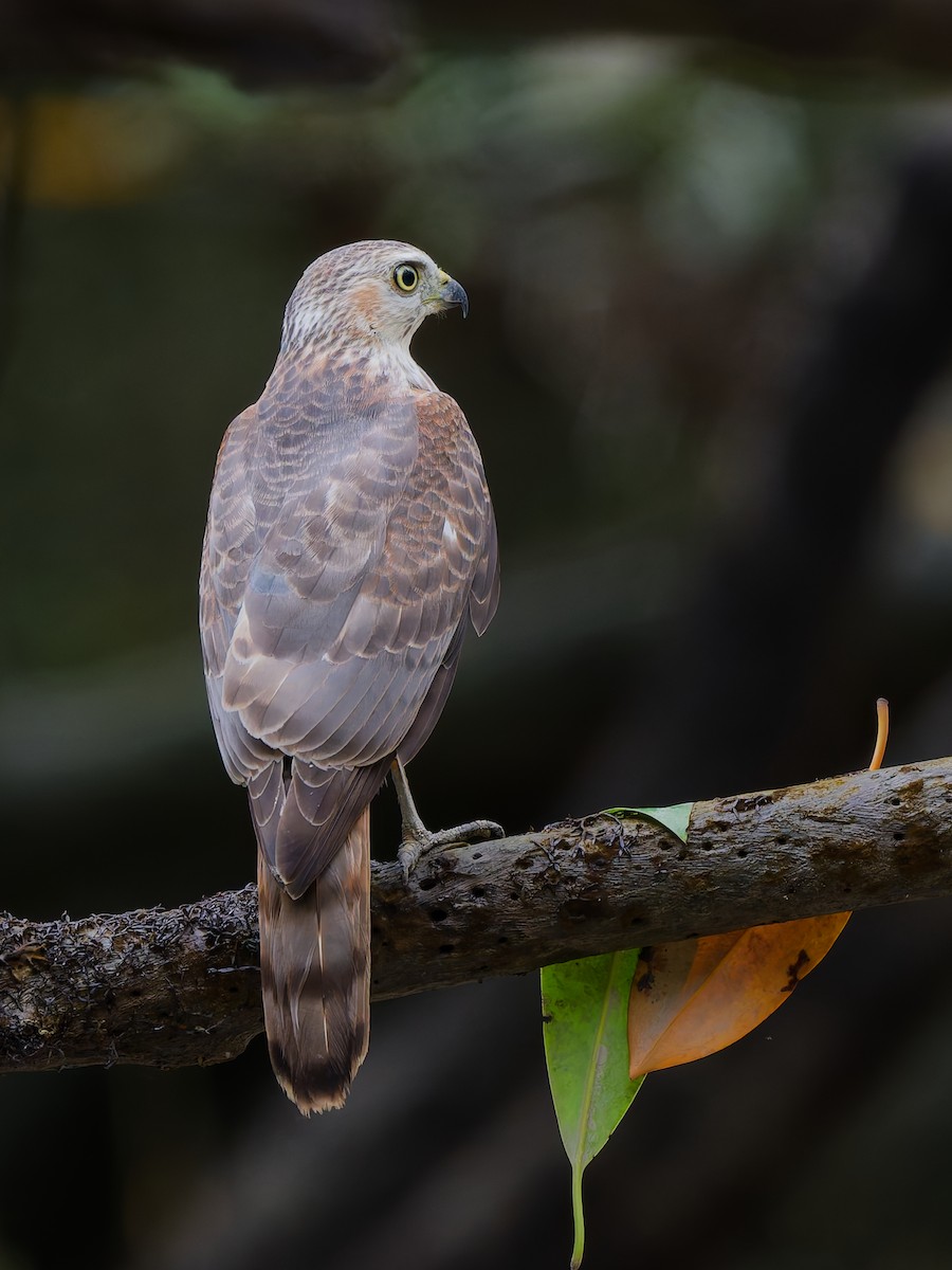 Shikra - ML642146706