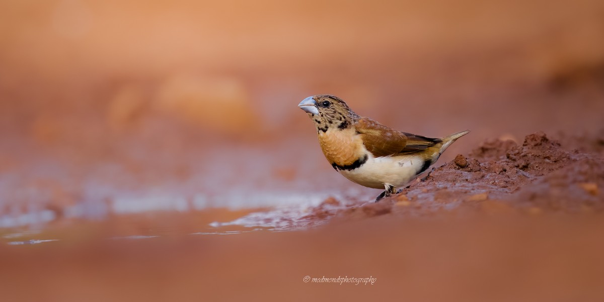 Chestnut-breasted Munia - ML642146710