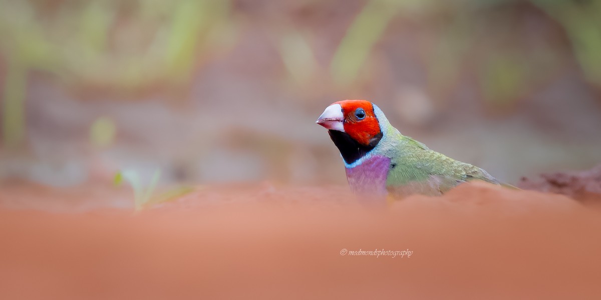 Gouldian Finch - ML642146716