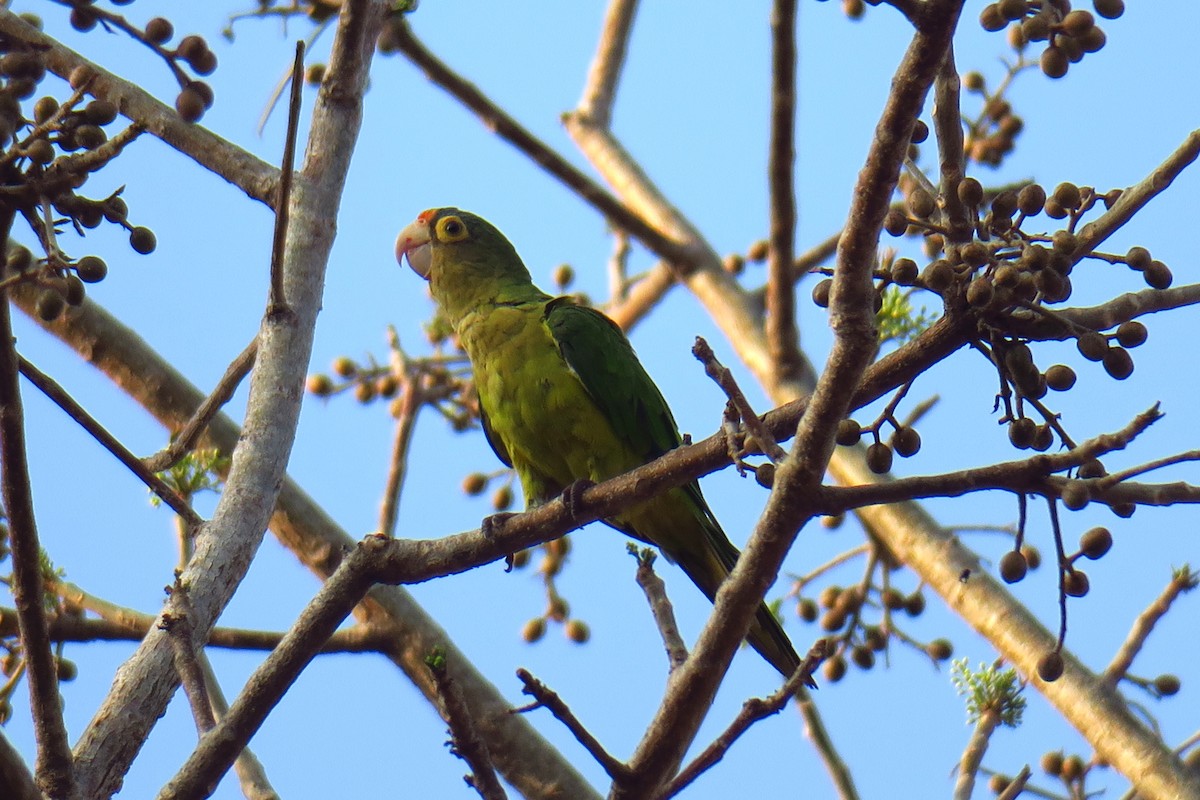 Orange-fronted Parakeet - ML642146718