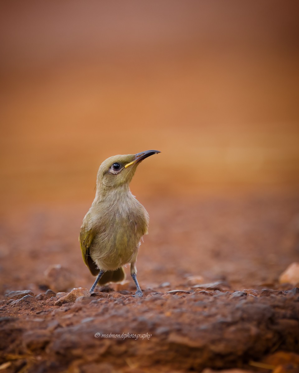 Brown Honeyeater - ML642146732