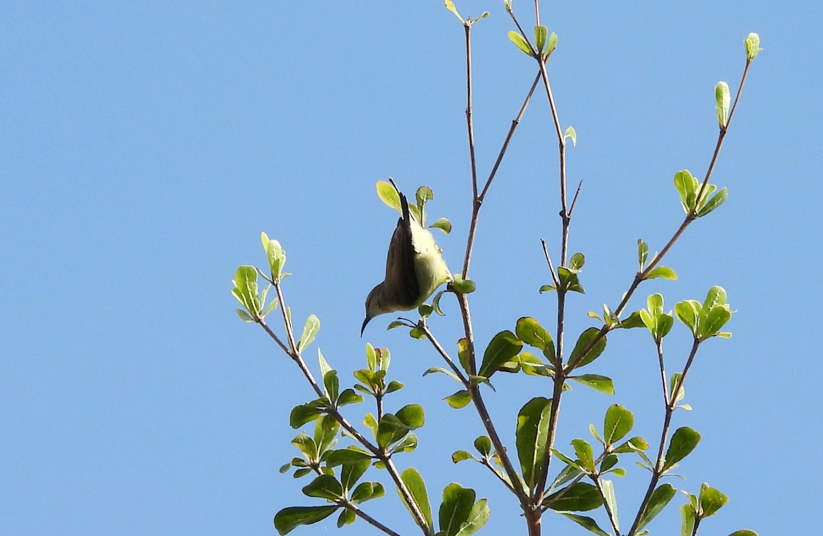 クリセタイヨウチョウ - ML642146747