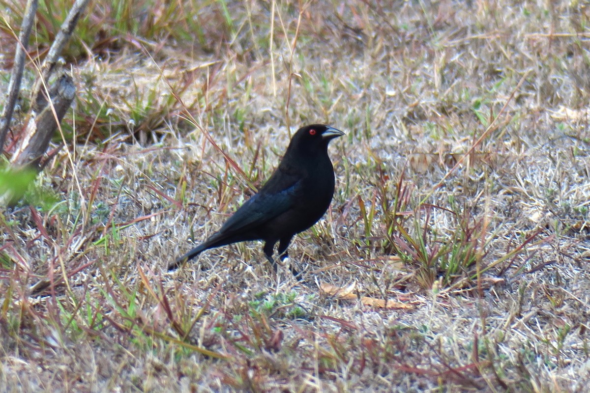 Bronzed Cowbird - ML642146751