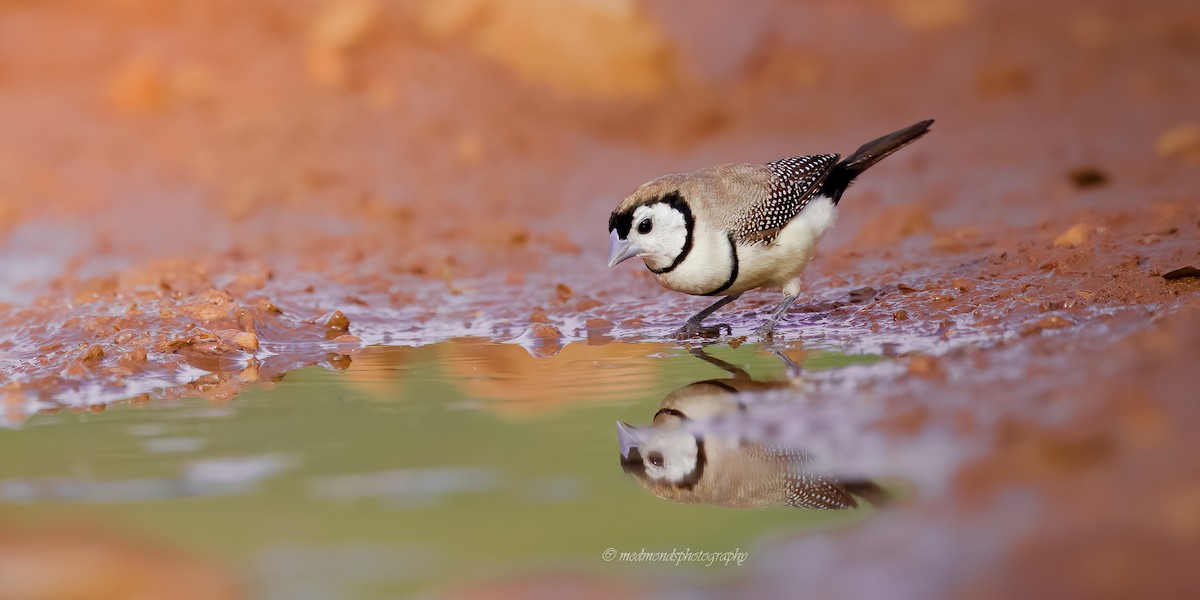 Double-barred Finch - ML642146752