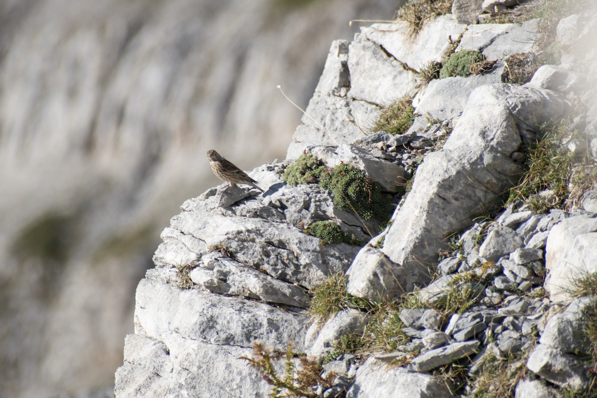 Eurasian Linnet - ML642146753
