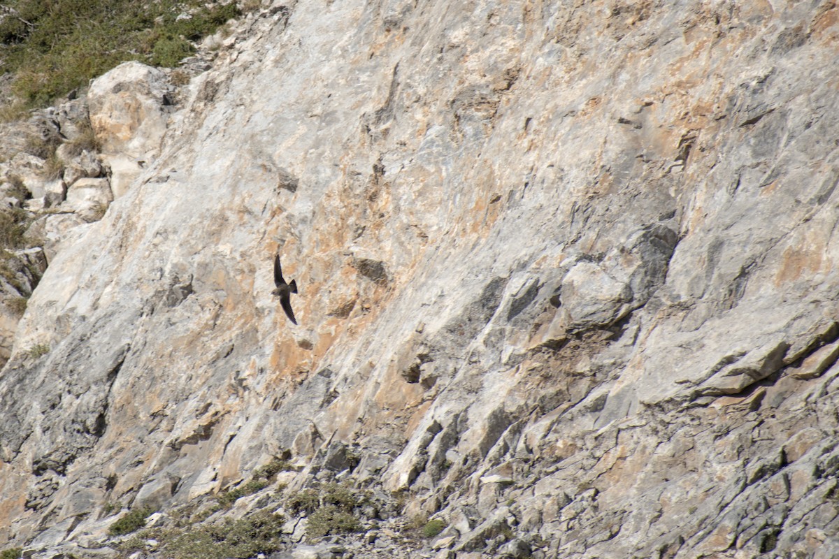 Eurasian Crag-Martin - ML642146757