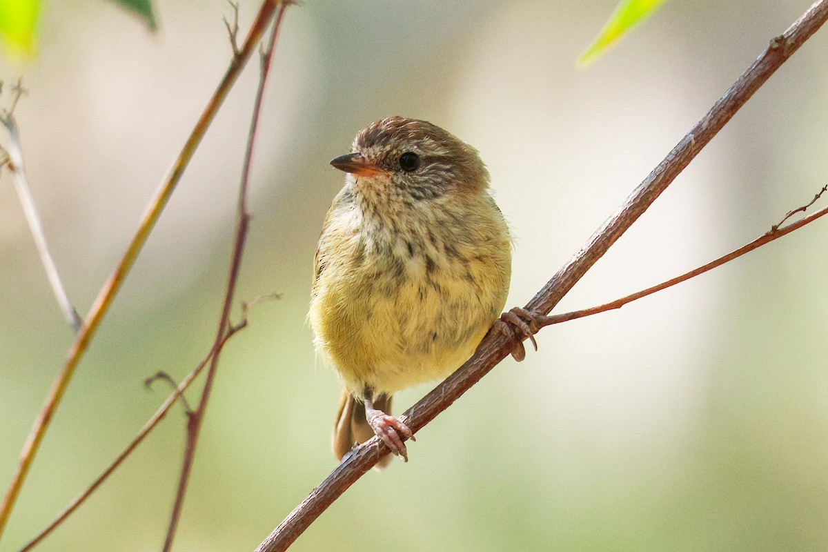 Striated Thornbill - ML642146758