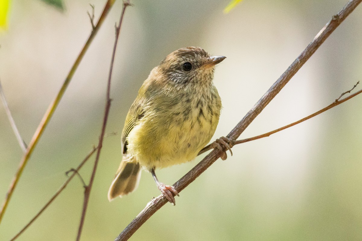 Striated Thornbill - ML642146759