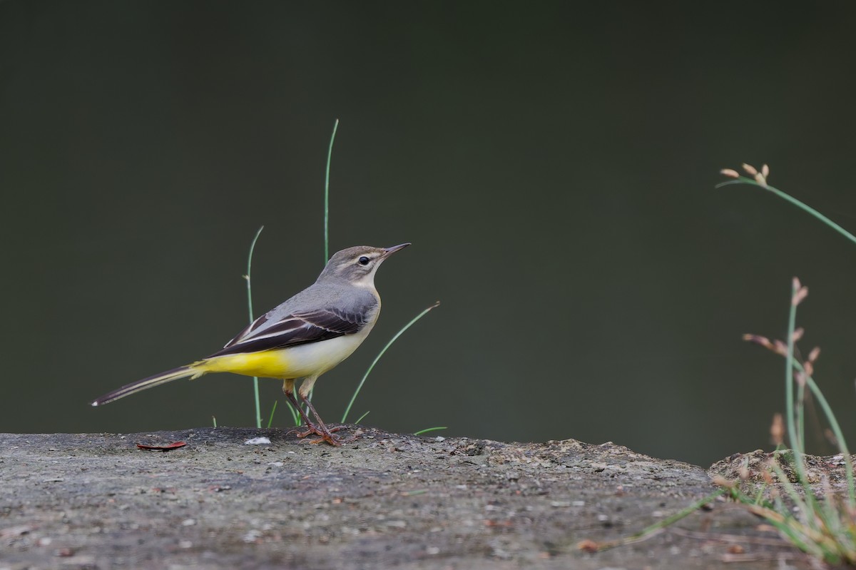 Gray Wagtail - ML642146762