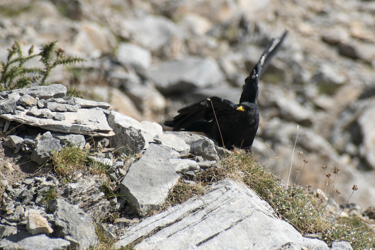 Yellow-billed Chough - ML642146763