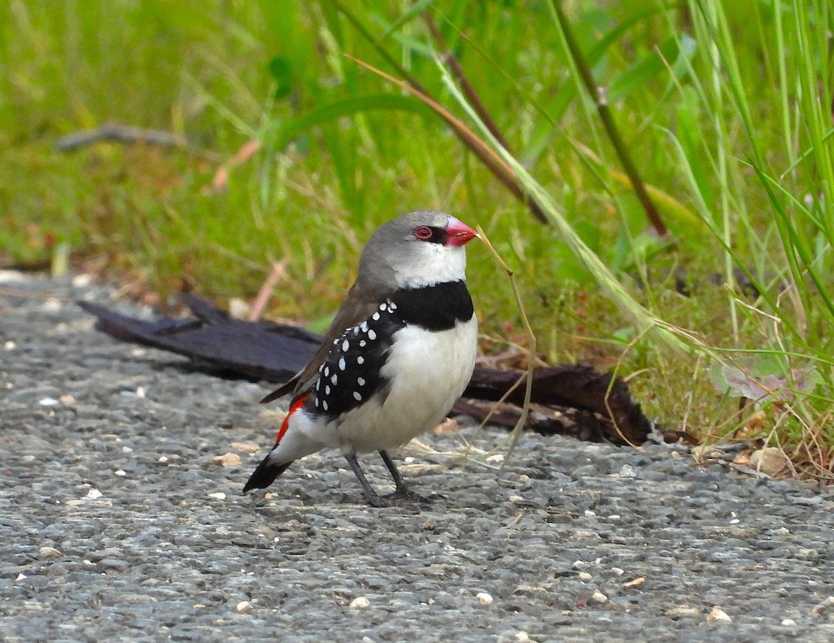Diamond Firetail - ML642146765