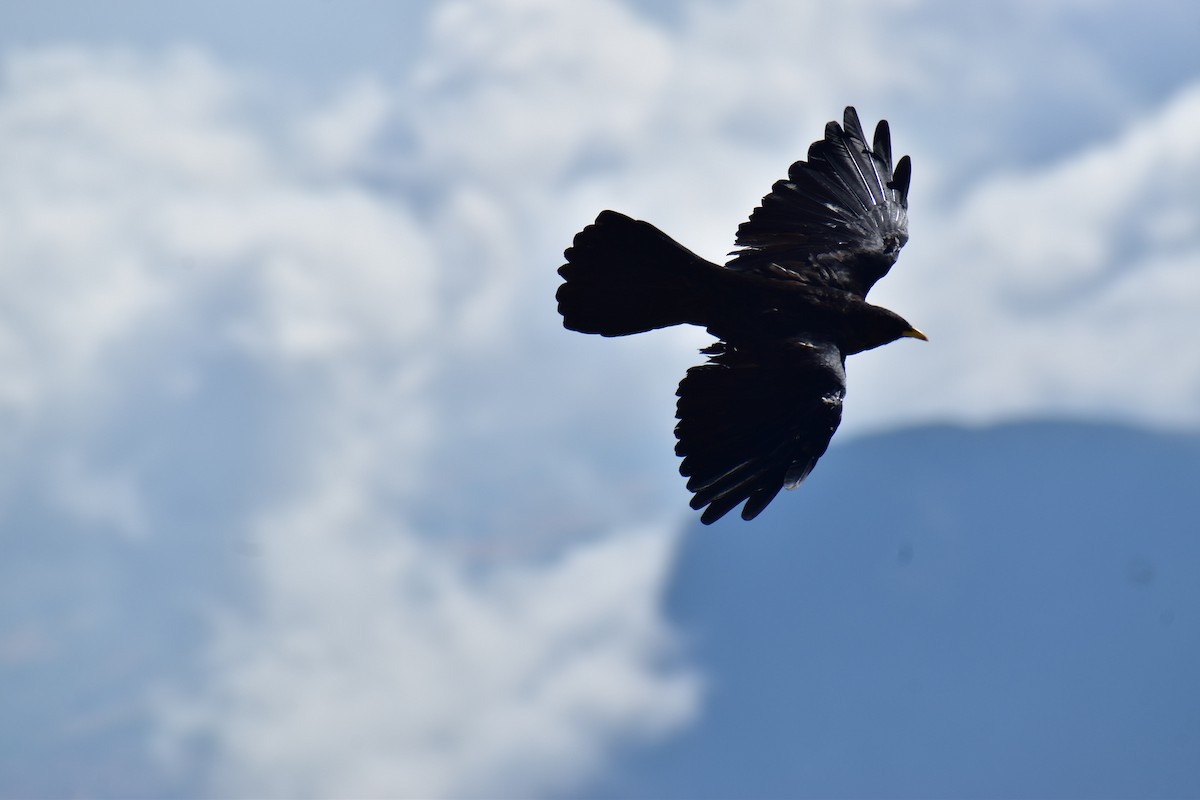Yellow-billed Chough - ML642146767