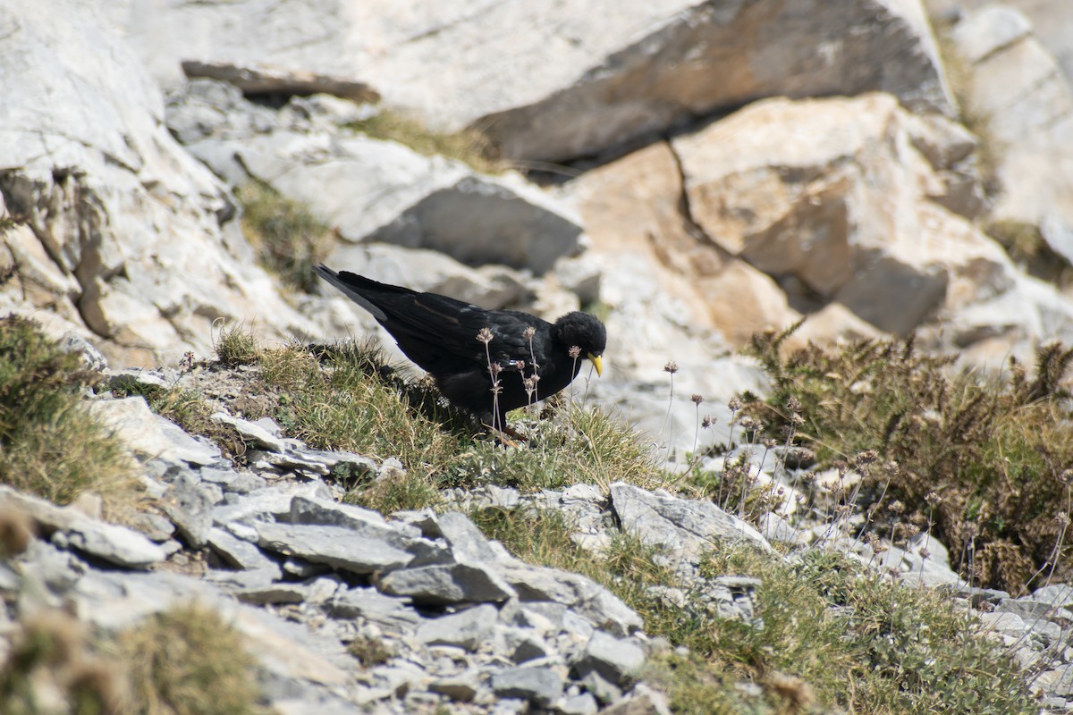 Yellow-billed Chough - ML642146775