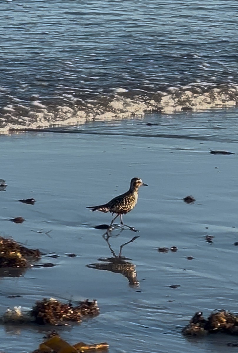 American Golden-Plover - ML642146776