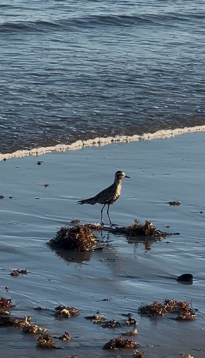 American Golden-Plover - ML642146777