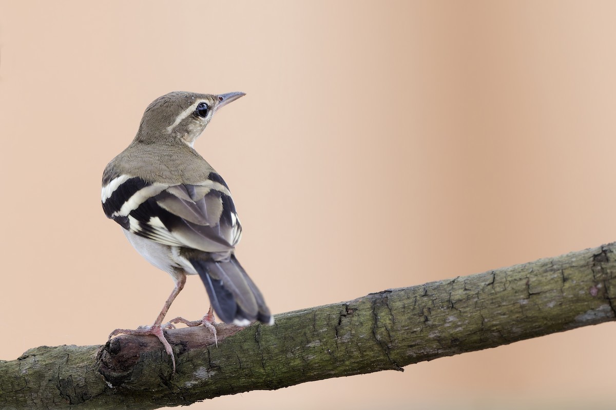 Forest Wagtail - ML642146778
