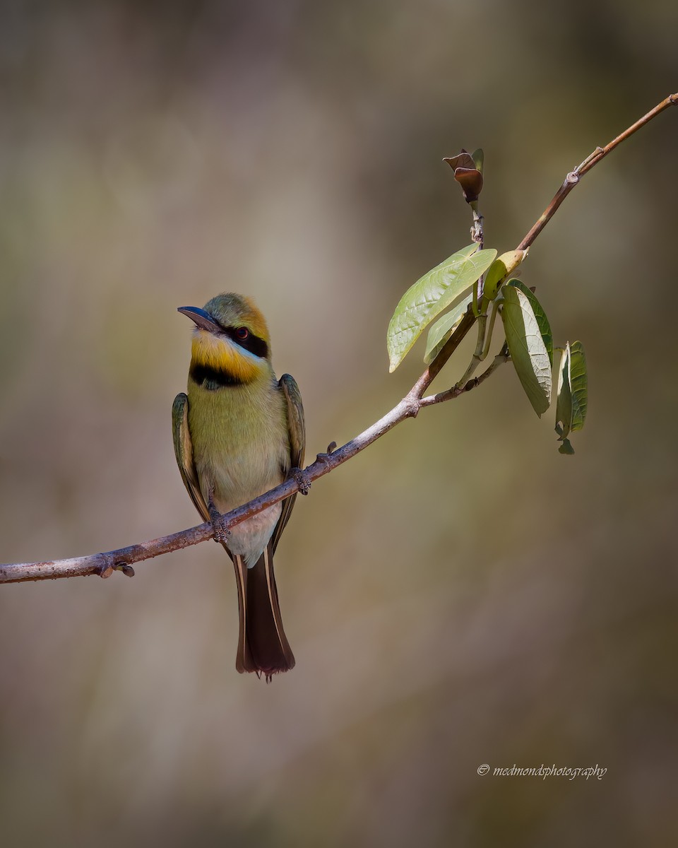Rainbow Bee-eater - ML642146779