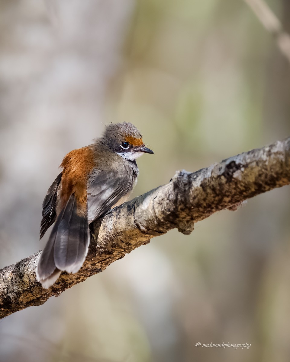 Arafura Fantail - ML642146783